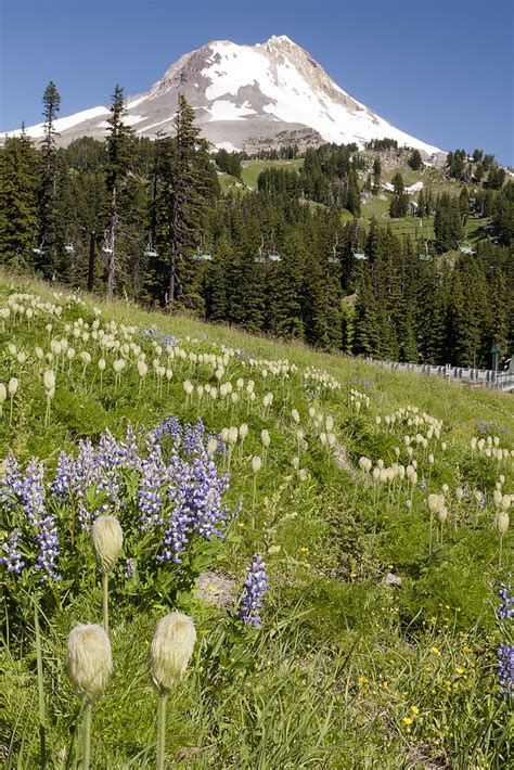 Mt. Hood Meadows | Just checking out the wildflowers at Mt. … | Flickr