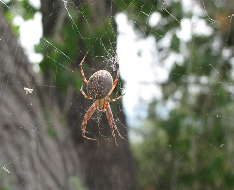 Bug Eric: Spider Sunday: Western Spotted Orbweaver