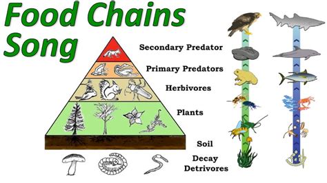 Food Chains - YouTube