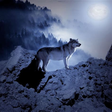 Wolf Free Stock Photo - Public Domain Pictures