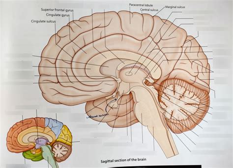 Midsagittal Brain Structures Diagram | Quizlet