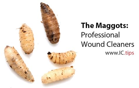 The Maggots: Professional Wound Cleaners - www.IC.tips