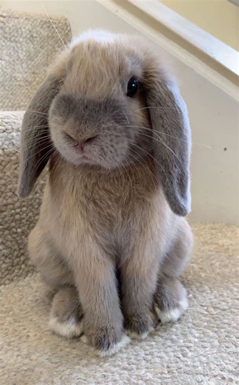 Say hello to Phin, my friend’s Holland Lop bunny. : r/aww