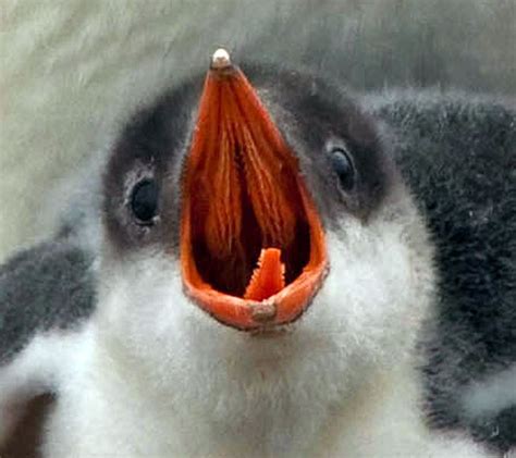 Baby Gentoo Penguin Chicks in Antarctica - WOW!!! | Gentoo penguin, Cute penguins, Penguins