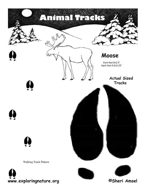 Moose Tracks