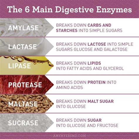 What are Digestive Enzymes’ Benefits for Gut Health? | Human digestive ...