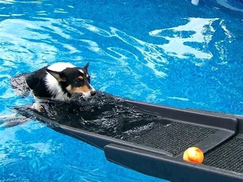 Dog Pool Ramp Dog Pool Ramp Canada | Dog pool, Dog pool ramp, Dog ramp