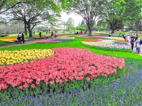 Showa Memorial Park : Best Flower Park in Tokyo – Japan Travel Guide -JW Web Magazine | Amazing ...