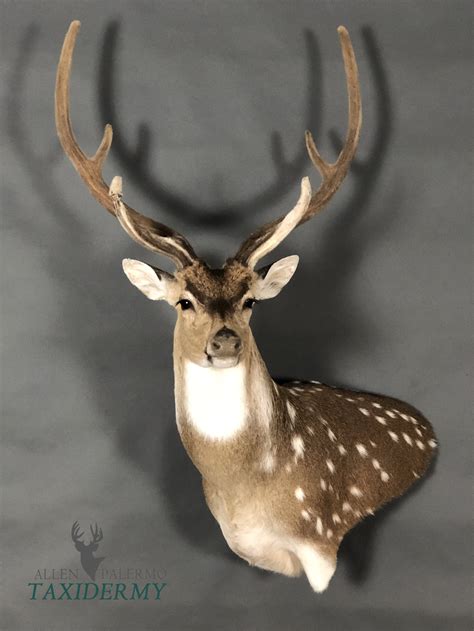 GAMEHEADS — Allen Palermo Taxidermy