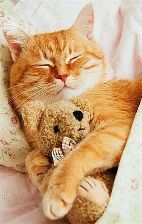 SLEEPY GINGER KITTEN WILL CALM YOU DOWN AND BRIGHTEN YOUR DAY | Orange tabby cats, Cats, Tabby cat