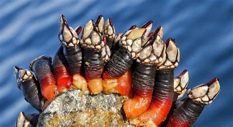 Nutritional value and benefits of barnacles