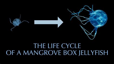 Mangrove Box Jellyfish Life Cycle - YouTube