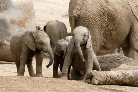 Baby Elephants Playing stock image. Image of pachyderm - 20688889