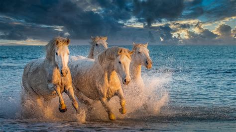 Download Animal Horse 4k Ultra HD Wallpaper