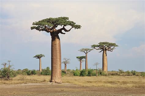 The Species of Baobab Trees - WorldAtlas