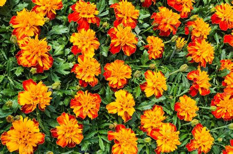 Orange blooming marigolds | High-Quality Nature Stock Photos ~ Creative Market