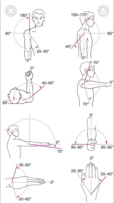 Human Body Anatomy, Human Anatomy And Physiology, Muscle Anatomy ...