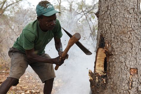 Wild African honeyguide birds learn the special calls of their human partners : Goats and Soda : NPR