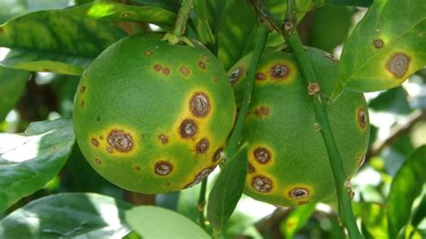 Citrus canker disease treatment & Symptoms