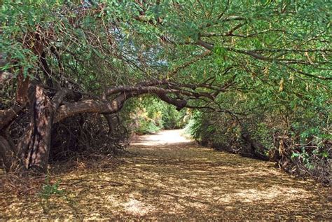 Riparian Preserve at Water Ranch (Gilbert) - 2021 What to Know Before ...