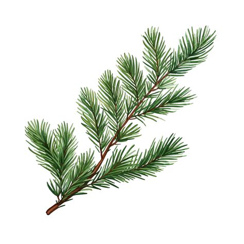 Pine Tree Branch Christmas Tree Illustration, Pine, Fir, Isolated PNG Transparent Image and ...