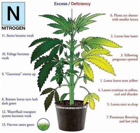 How to Diagnose and Fix Cannabis Nutrient Deficiency | CGC