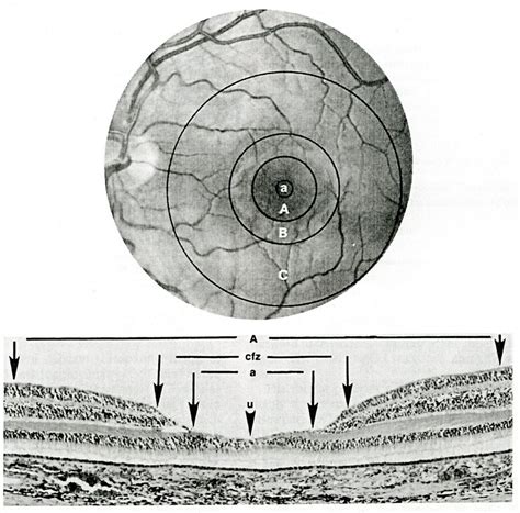 Retina Diagram | Quizlet