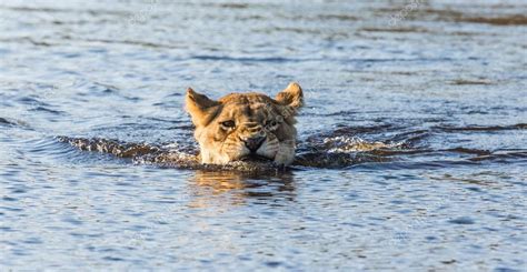 Lion swimming in river, — Stock Photo © GUDKOVANDREY #76763079