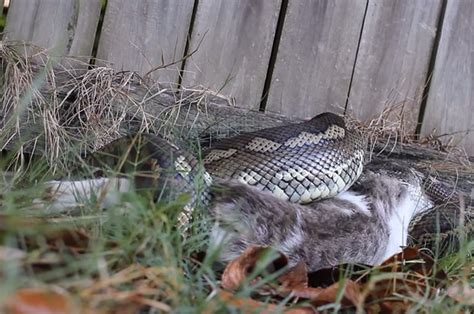 This Batshit Insane Video Of A Snake Eating A Cat Is Exactly Why You Should Keep Your Pets Indoors