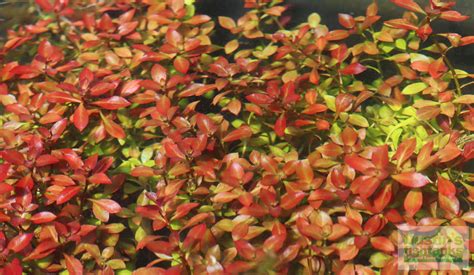 Ludwigia Repens (Absolutely Stunning Aquarium Plant) – DustinsFishtanks