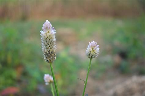 Wildflower,flower,grass,floral,summer - free image from needpix.com