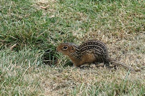 Overlooked Animals in Pennsylvania – Wildlife Leadership Academy