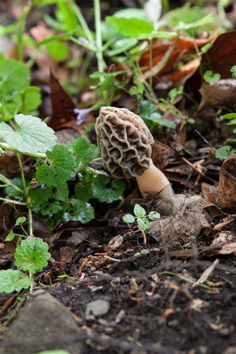 Morchella esculenta | Western Pennsylvania Mushroom Club