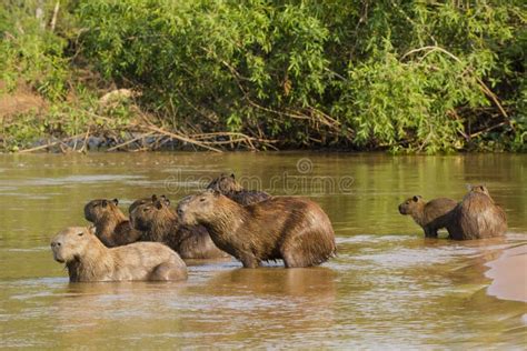 Wide Angle View of Capybara Herd on Alert in Water Stock Photo - Image of juvenile, head: 50316852