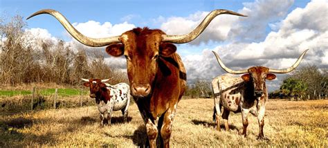 What is the official state animal of Texas? We’ve got 8 of them! - Texas Proud