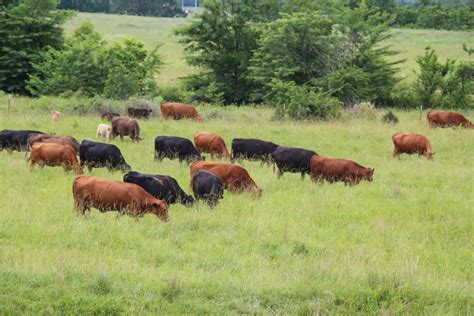 Management Intensive Grazing - Kerr Center