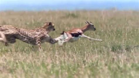 NEW A Cheetah Kill Antelope in Africa - YouTube