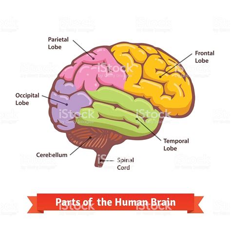 Neuroanatomy and Behavior Diagram | Quizlet