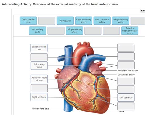 Heart Anatomy Labeling Game