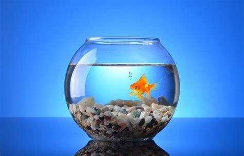 Goldfish Tank Size Guide (What's the Minimum Tank Size?)