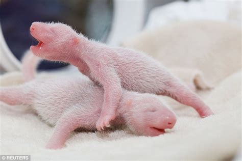 Two cute! First look at the twin pandas born at a Chinese breeding ...