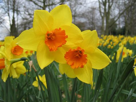 daffodil narcissus | Daffodil flower, Daffodil flower pictures, Daffodils planting