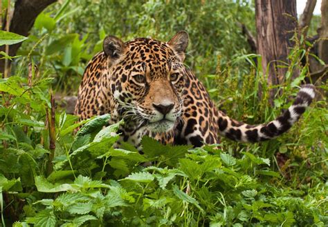 Rainforest Animals Facts Jaguar