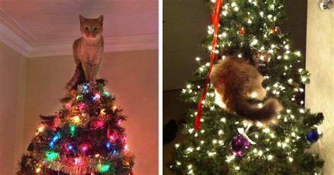 Cats Who Definitely Don't Want To Destroy Your Tree – Meowingtons