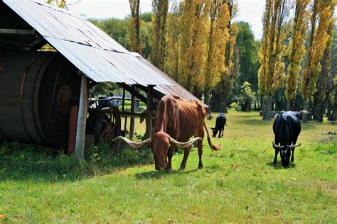 Cattle Grazing Free Stock Photo - Public Domain Pictures