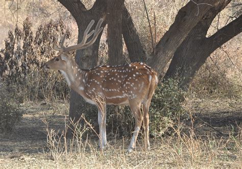 Rajasthan Wildlife Tours | Rajasthan Wildlife Tour Package – Tirupati Holidays