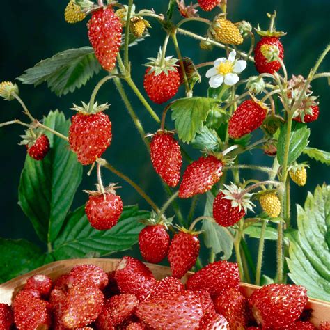 HOW TO GROW THE STRAWBERRY TREE FROM SEED | Garden How