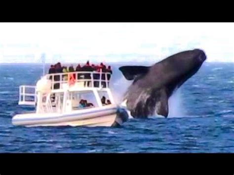 HUGE WHALE JUMPS VERY CLOSE TO BOAT! - YouTube