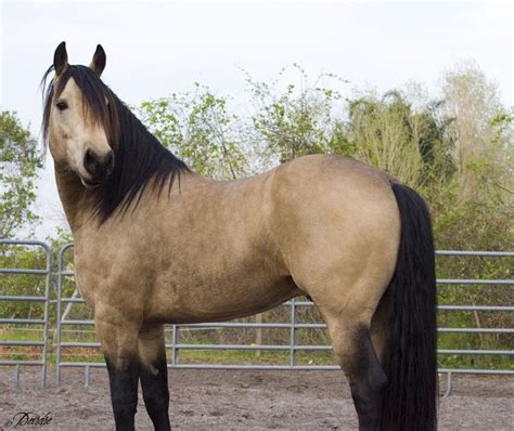 Buckskin | Horses | Horses, Dun horse, Pretty horses