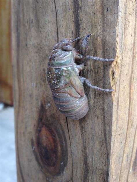 I watched a cicada nymph turn into a cicada. : pics